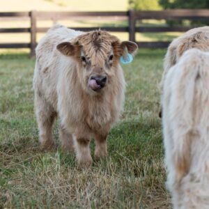 Teacup mini highland cow, Miniature highland cows for sale