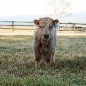 Highland miniature cattle, Highland mini cattle