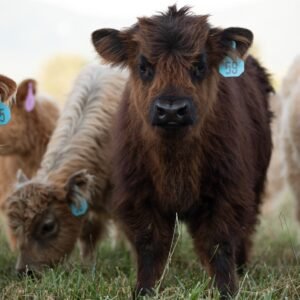 Mini highland cow price, Mini highland cow cost