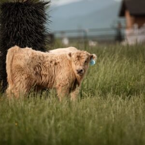 Miniature highland cows for sale near me, Mini highland cow near me