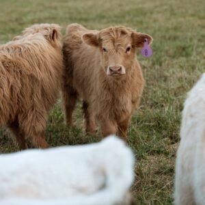 Fluffy miniature cows for sale, Fluffy mini cows for sale