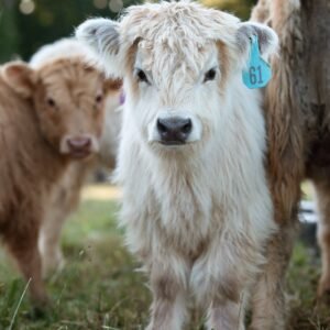Highland cattle mini, Highland cow mini