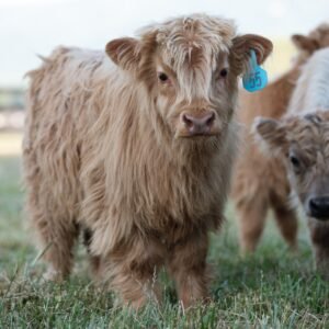 Mini highland calves for sale, mini highland cattle for sale