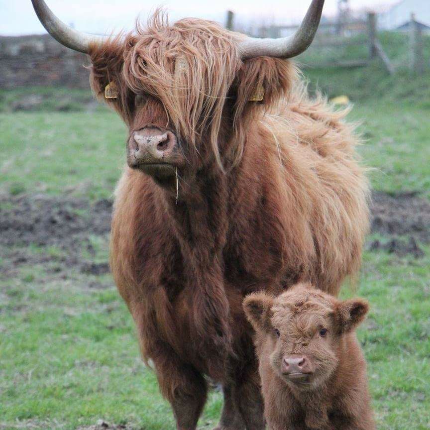 miniature highlands cow, highland mini cow for sale