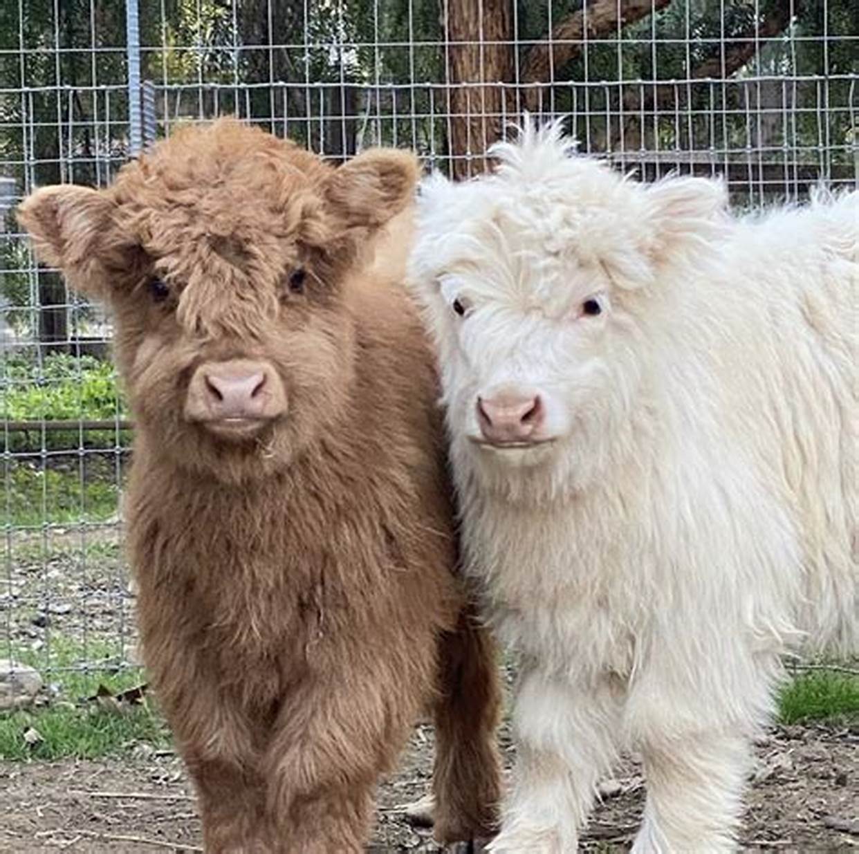 Highland mini cow for sale - Highland miniature cattle for sale