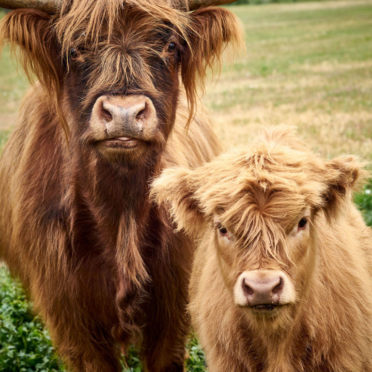 miniature highlands cow, highland mini cow for sale