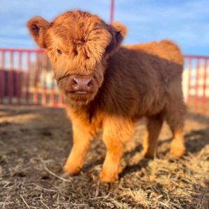 Miniature highland cows for sale near me, Micro highland cattle