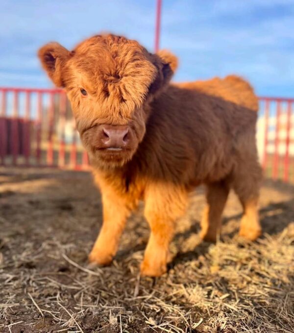 Miniature highland cows for sale near me, Micro highland cattle