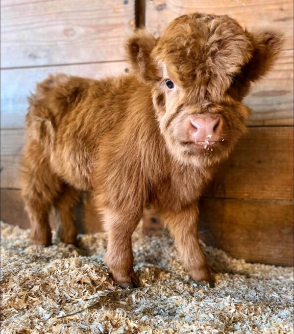 Mini highland calves for sale, mini highland cattle for sale