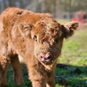 Mini highland calves for sale, mini highland cattle for sale