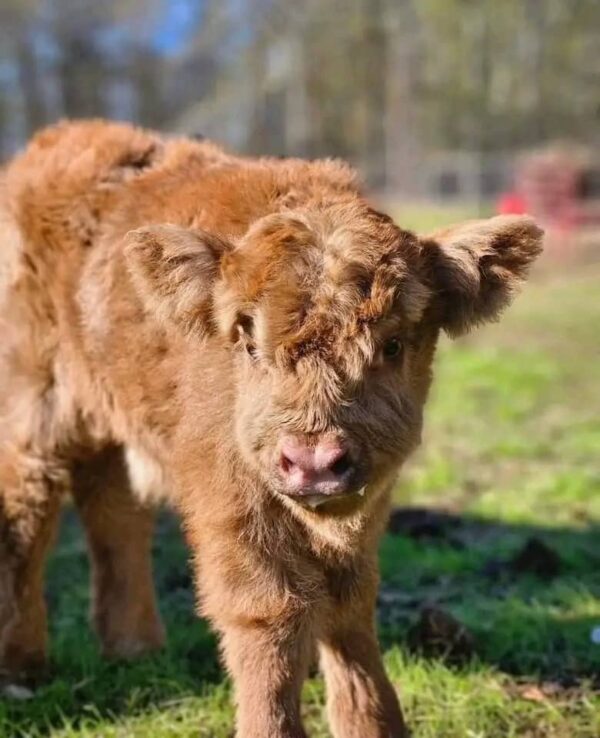 Mini highland calves for sale, mini highland cattle for sale