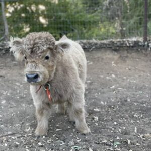 Fluffy miniature cows for sale, Fluffy mini cows for sale