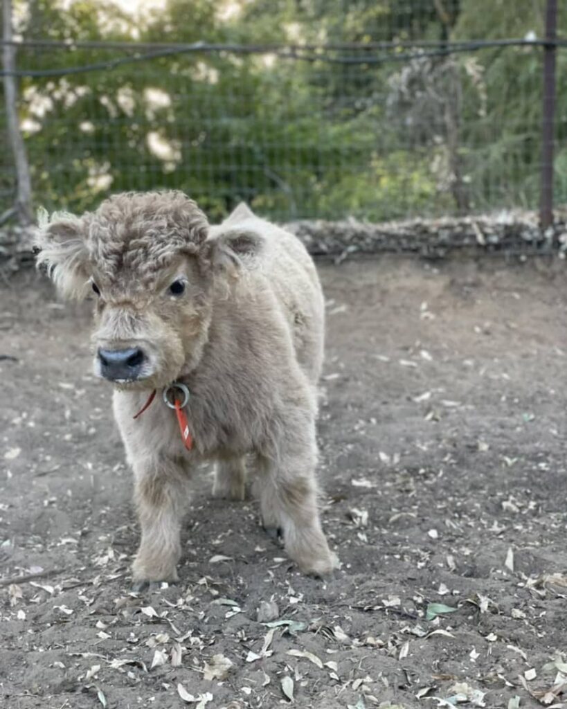 Fluffy miniature cows for sale - Fluffy mini cows for sale