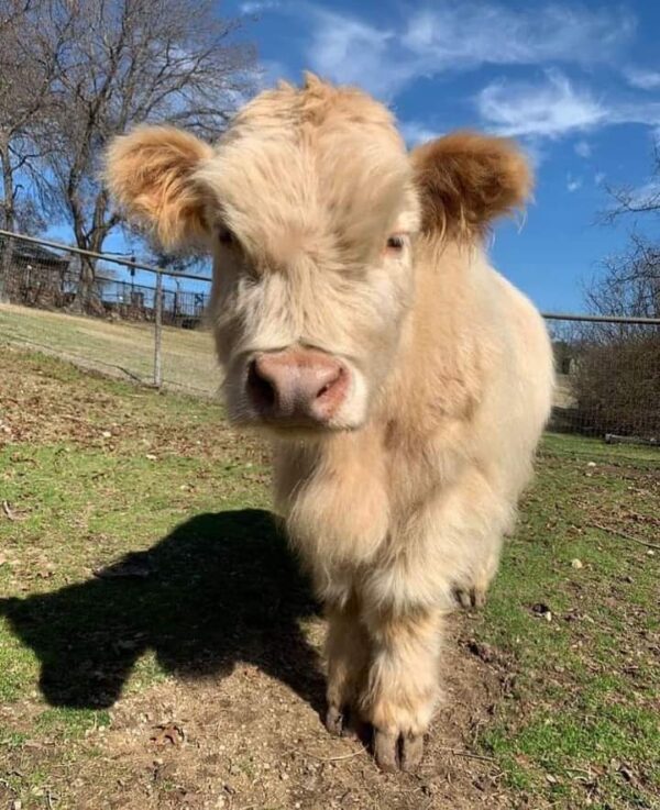 Mini highland cow price, Jersey miniature cows for sale