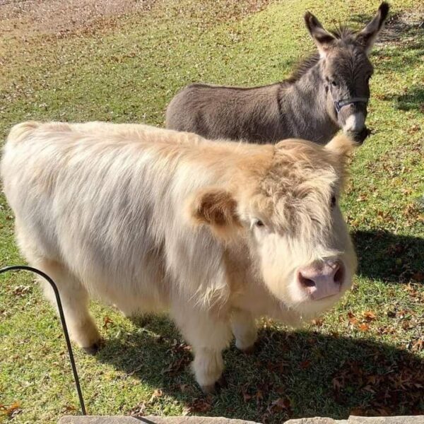 Mini highland cow price, Jersey miniature cows for sale