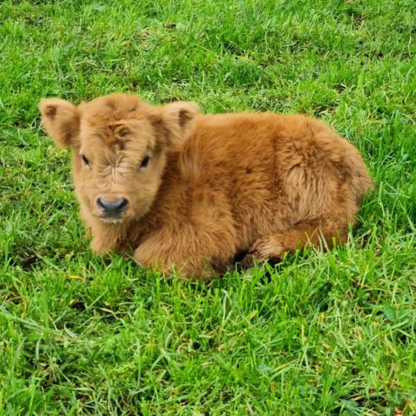 Miniature highland cows for sale, teacup mini highland cow.