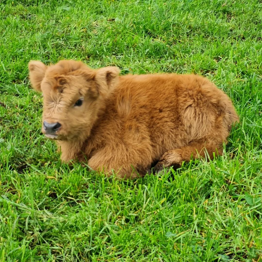 Miniature highland cows for sale - teacup mini highland cow