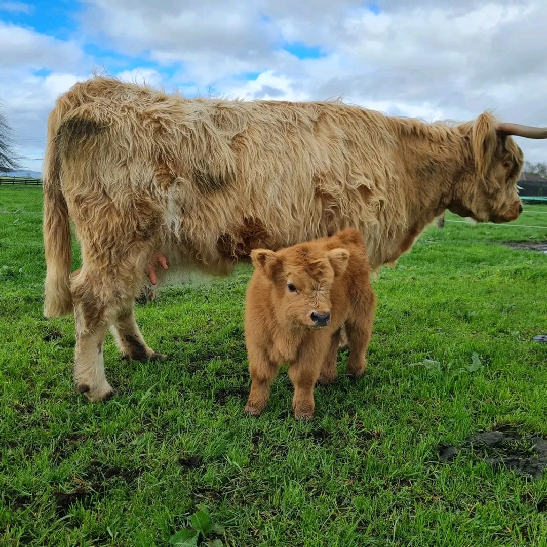 Miniature highland cows for sale - teacup mini highland cow