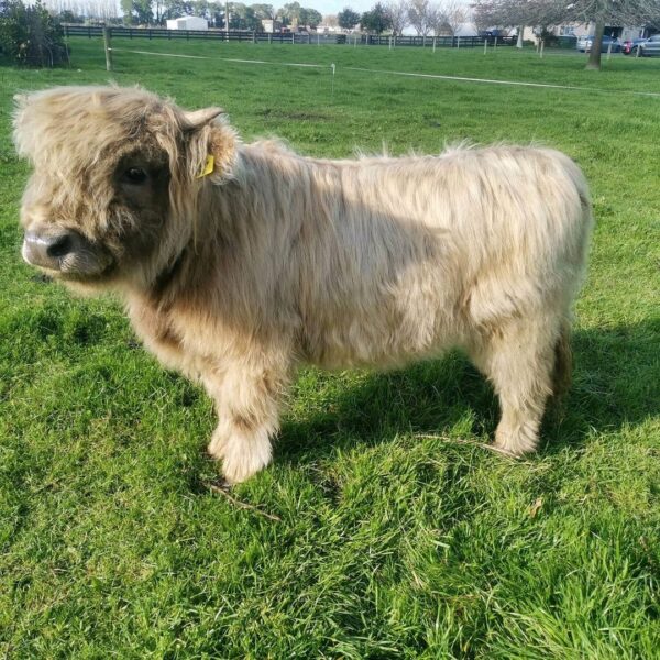 Micro mini highland cow, Full grown mini highland cow