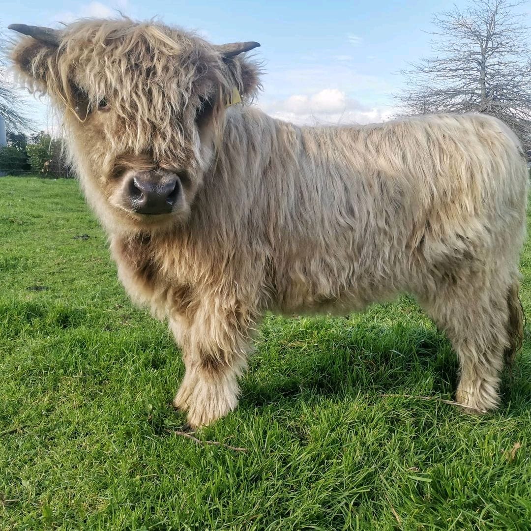 Micro mini highland cow - Full grown mini highland cow