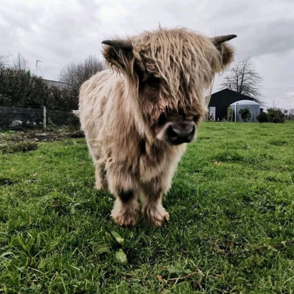 Micro mini highland cow Full grown mini highland cow