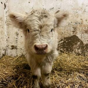 Highland miniature cattle, Highland mini cattle