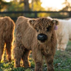Highland cow mini, Miniature highland cows for sale