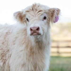 Mini highlander cows, Highland mini cow for sale