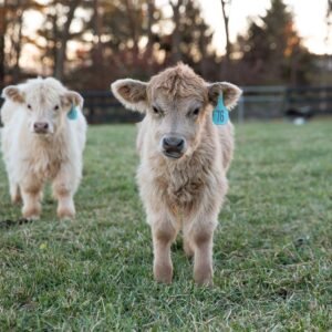 Mini highpark cow, Miniature highpark cows