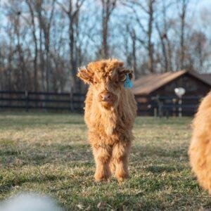 Micro highland cow for sale, Highland cow mini for sale