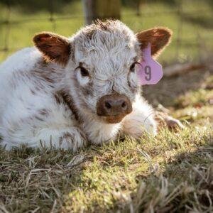 Mini highland cattle for sale, Highland miniature cattle for sale