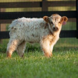 Fluffy teacup mini cow for sale, Miniature Highpark cow for sale
