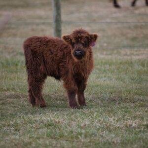 Fluffy mini cow for sale, Fluffy mini cows for sale