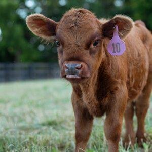 Highland mini cattle, Mini highland calf