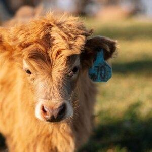 Micro mini highland cow for sale, Mini highland calf for sale
