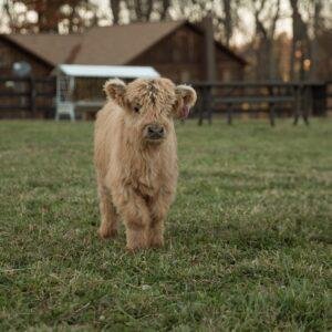 Micro highland cows, Micro highland cattle