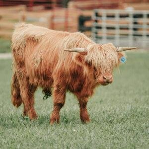 Mini highland for sale, Miniature highlands for sale