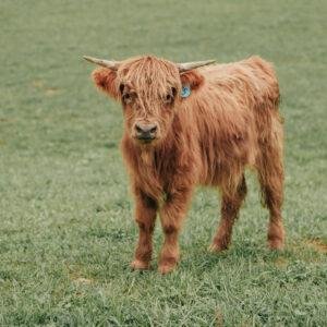 Teacup mini highland cow for sale, Teacup highland cow