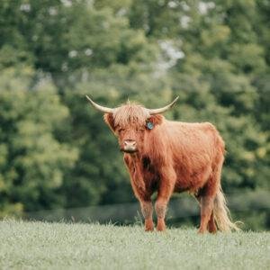 Mini highland cow near me, Micro mini highland cows for sale