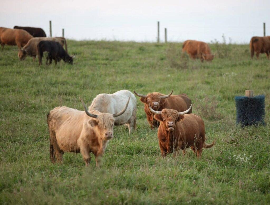 Highland mini cow for sale, Highland miniature cattle for sale