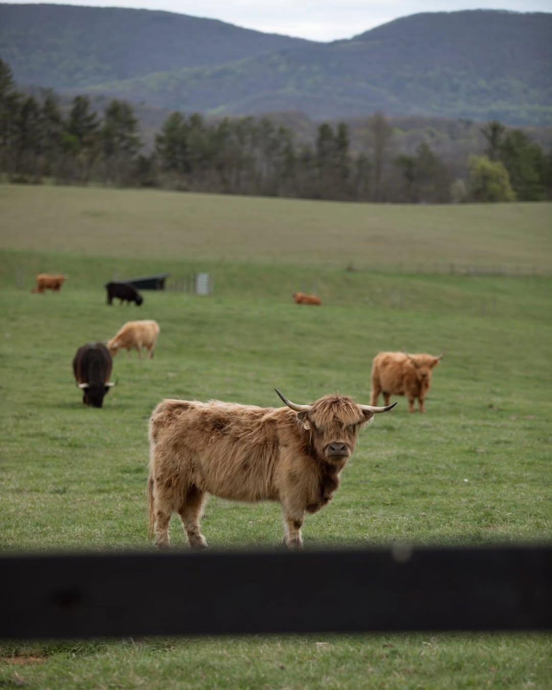 Highland mini cow for sale, Highland miniature cattle for sale