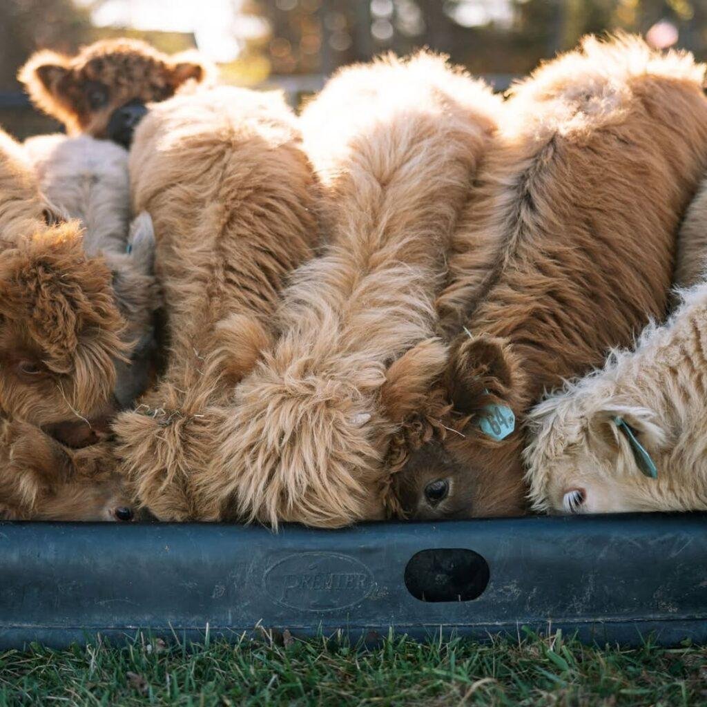 Miniature highlands cow, Highland mini cow for sale